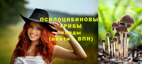 сатива Новокубанск